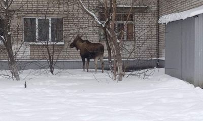 Огромный лось гуляет у многоэтажек в Ярославле: кадры