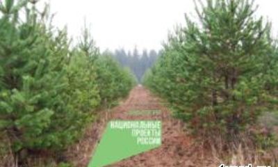 Уход за лесными культурами в Ленинградской области выполнен на 80%