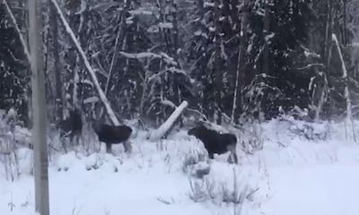 Ярославских водителей предупреждают об опасностях на дорогах из-за лосей