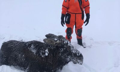 Под Угличем две лосихи провалились под лед