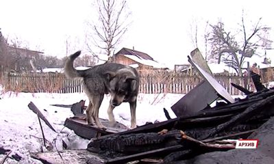 В Ярославской области будут отлавливать бродячих псов