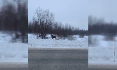Ярославцы встретили на трассе семью лосей