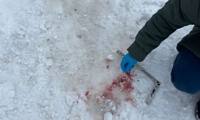 В Переславле-Залесском бродячие собаки на смерть загрызли женщину