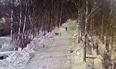 Свалили с ног и покусали: в Ярославле собаки напали на женщину