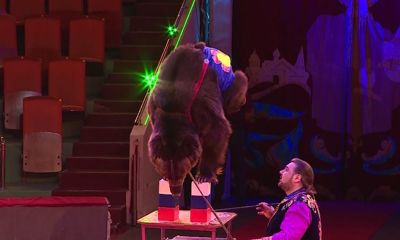 Ярославский цирк ждет зрителей на новое шоу