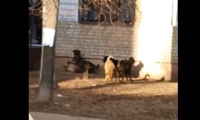 По улицам Ростова бегают стаи диких собак: ответ администрации