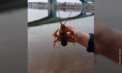 Ярославцы выловили из Волги рака