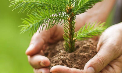 Миллионы рублей и уголовные дела: рассказали о незаконной вырубке леса в Ярославской области