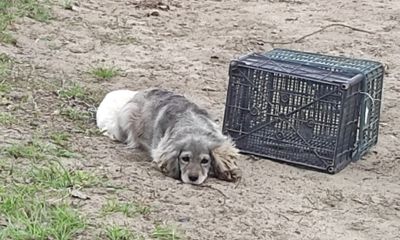 Ярославцы посадили собаку с щенком в ящик и бросили на пустыре