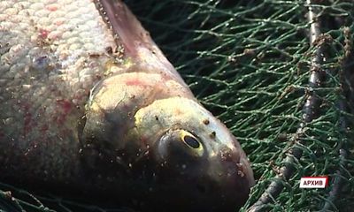 Ярославца могут посадить за нелегальную рыбалку на два года