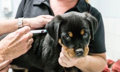 В Ярославской области проходит бесплатная вакцинация животных: адреса и график работы