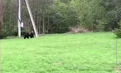 В Ярославской области рядом с жилыми домами бродит медведь