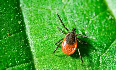 В Ярославской области пик клещевой активности: открыты горячие линии по инфекциям