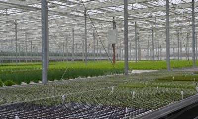 Ярославское сельхозпредприятие нарастило скорость отгрузки уникальной в России продукции