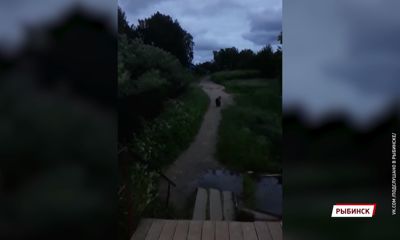В Рыбинске в город зашел медведь