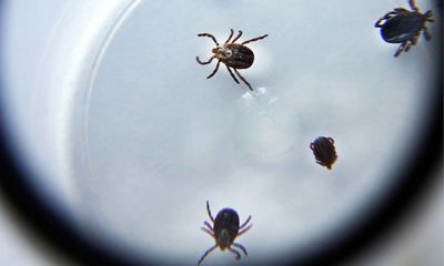 21%-дети: стало известно, сколько ярославцев обратились за помощью после укуса клеща