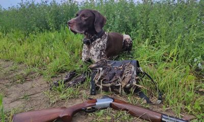 В Ярославской области открывается охота на болотно-луговую дичь с подружейными собаками