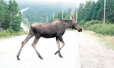 19 км спецограждений для предотвращения ДТП с участием животных установлено в Ростовском районе