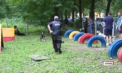 В Ярославле обустроят 3 площадки для выгула собак