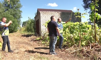 Ярославцам рассказали, сколько денег выделено на борьбу с борщевиком