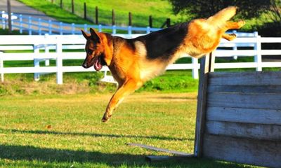 В Ярославской области пройдут всероссийские соревнования по спортивно-прикладному собаководству
