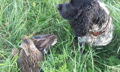 Сезон охоты на птицу открыли в Ростове