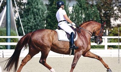 Воспитанницы ярославской спортивной школы отметились сразу несколькими медалями на крупных соревнованиях по конному спорту «Отрада»