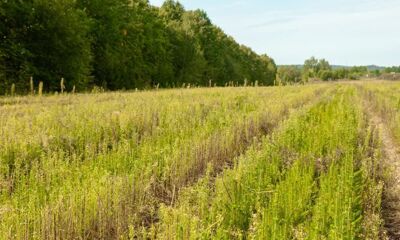 Работы по инвентаризации лесных культур в Ярославской области будут проведены на площади более 8300 га