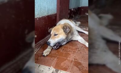 В Ярославском районе вновь активизировались догхандеры