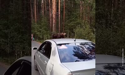 Агрессивны в брачный период: в Ярославле взрослый лось вышел к жилому кварталу