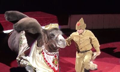 Спустя почти полгода в Ярославль снова приехали цирковые артисты