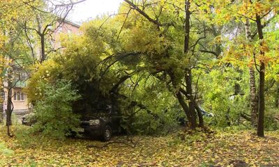 Сегодня в Ярославле из-за дождей рухнуло дерево. Видео с места событий