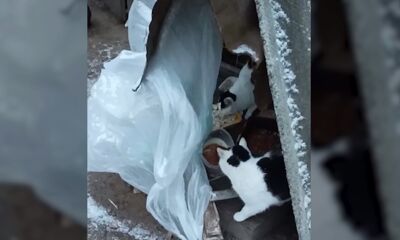 Больше двадцати кошек за Волгой могут погибнуть на морозе