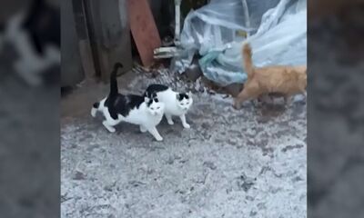 В Ярославле ищут хозяев для замерзающих кошек