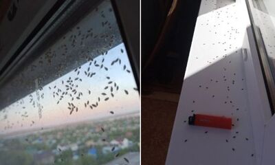 Ярославцы в сети пожаловались на нашествие березовых клопов