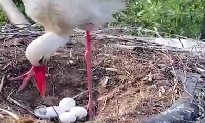 Необычными кадрами в соцсети поделилась жительница поселка Борок Некоузского района