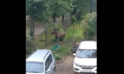 Крупного лося на парковке сняли на телефон ярославцы