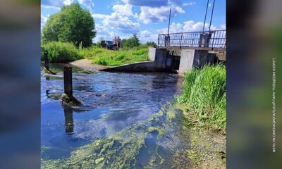 На притоке ярославского озера начался мор рыбы: на место выехали ученые