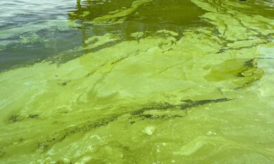 Бить тревогу или подождать пока пройдет : в центре Ярославля Волга окрасилась в зеленый цвет