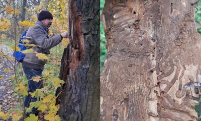 Краснокнижные деревья Ярославской области гибнут из-за голландской болезни