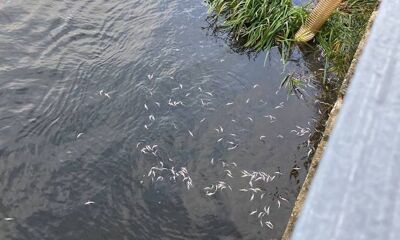 В Угличское водохранилище выпустили свыше 50 тысяч мальков стерляди