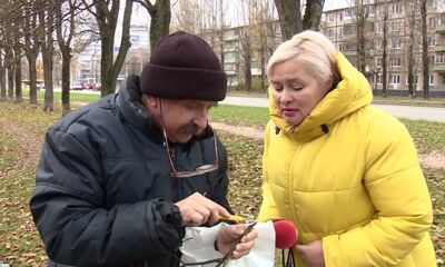 Голландская болезнь вязов окутала Ярославль. В Брагине гибнут десятки деревьев