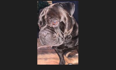 Внимание, пропала собака!