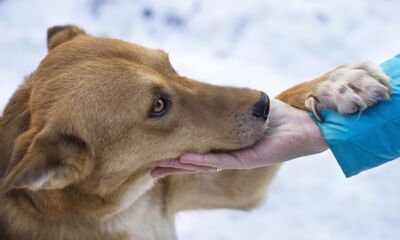 Внимание, бешенство! В Ярославле проведут бесплатную вакцинацию собак и кошек