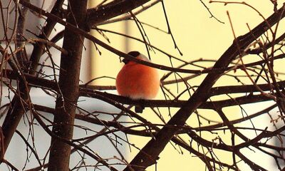 В музее-заповеднике «Карабиха» пройдет акция «Помоги птицам зимой»