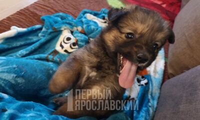 Ярославна лишилась денег при попытке купить щенка