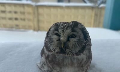 За пособием: ярославцы сняли на видео сову, прилетевшую в Социальный фонд