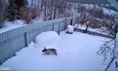 В дачные посёлки Ярославской области в гости заходят дикие звери: видео с камер