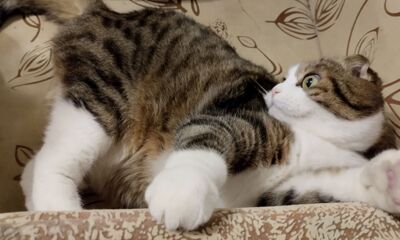 Ярославцы рассказали, за что они любят кошек