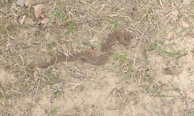 «Агрессивная»: жители региона нашли змей во дворе и на кустах